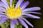 Southern pine aster